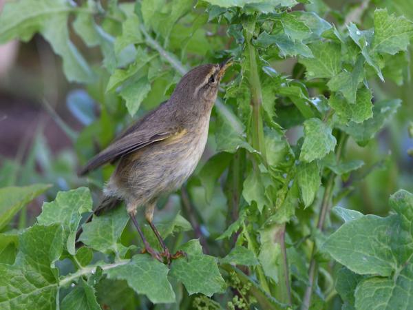 <h3><a href="/trips/grancanaria-2023/biota/animalia/chordata/aves/040 passeriformes/083 phylloscopidae/phylloscopus collybita/phylloscopus collybita-nl.html">Phylloscopus&nbsp;collybita</a> / Common&nbsp;chiffchaff / Tjiftjaf</h3>NIKON D500 met 500.0 mm f/5.6, 1/320 sec  bij F5.6, ISO 500, afstand 6.31&nbsp;m
